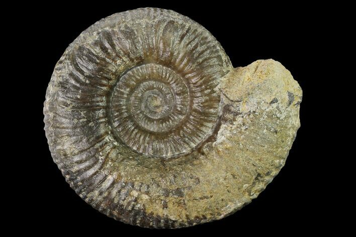 3.5" Bathonian Ammonite (Procerites) Fossil - France